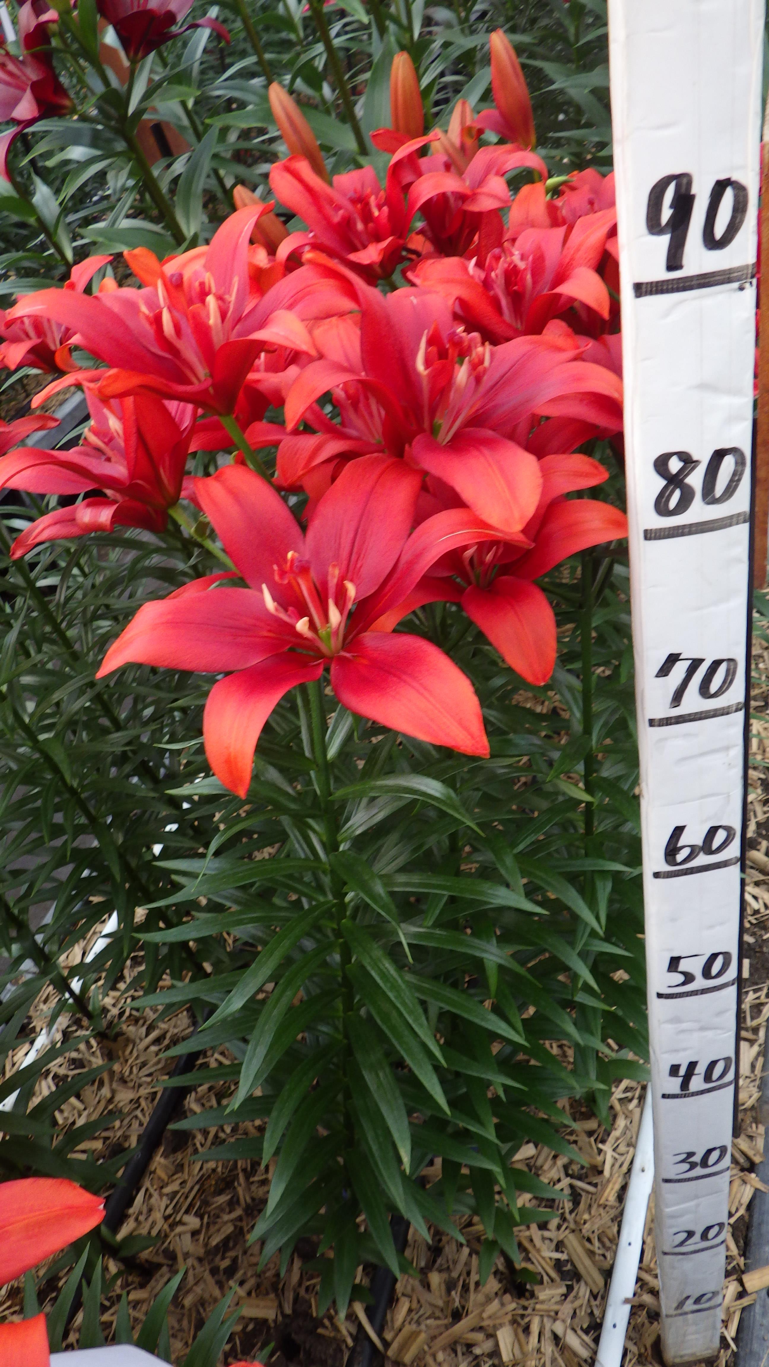 マッチメーカー(花粉無し)